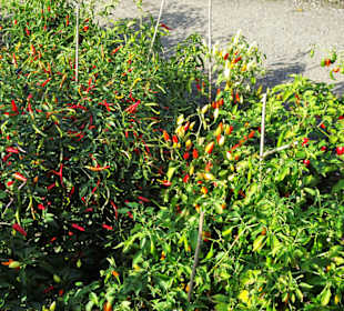 Impressionen aus dem Botanischen Garten Osnabrück