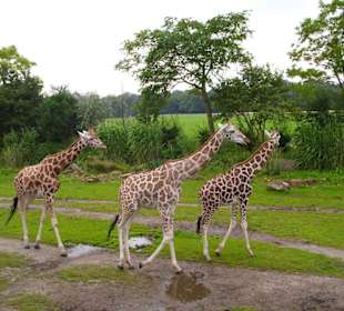 Die drei möchten auch ins Achat - Hotel