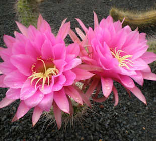 Blühende Kakteen soweit das Auge reicht