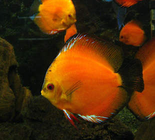 Akwarium z paletkami