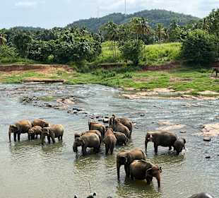 Elefanten-Waisenhaus