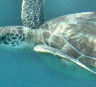 Wir nannten sie "Crush" - frei nach "Findet Nemo" 