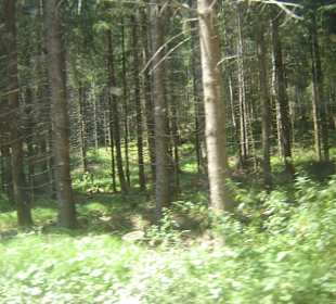 Parcul Natural Apuseni