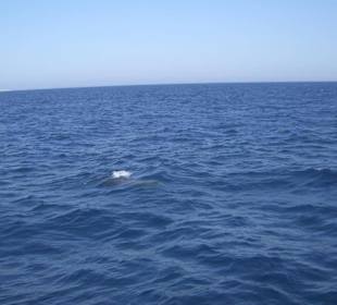 Ausflug Giftun Insel