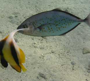 Schnorcheln Marsa Alam