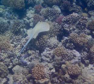 Schnorcheln Makadi Bay