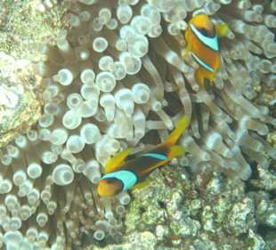 Wahnsinns Unterwasserwelt...