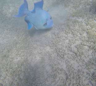 Blue Triggerfish