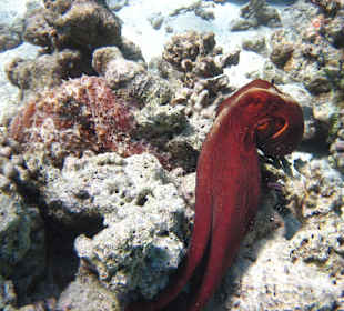 Zwei langarmige Kraken