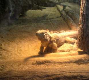 Zoo Brno
