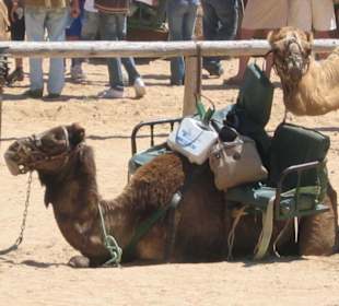 Kamele beim Oasis Park in La Lajita
