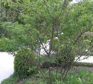 Riedergarten