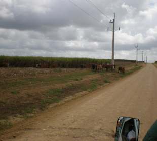 Am Weg zum Zuckerrohrfeld