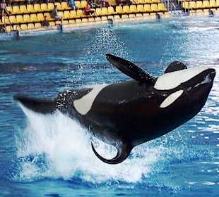 Orca im Loro Parque