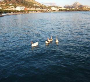 Gänsefamilie im Meer