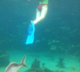 Disney's Typhoon Lagoon