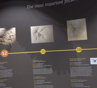 Dinosaurier Museum Altmühltal