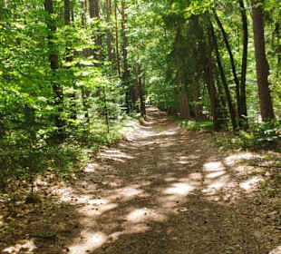 Waldweg bei Aschau