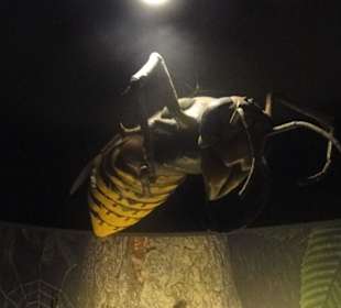 Ekspozycja- model szerszenia -ogromny!