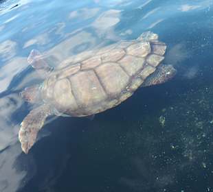Schildkröten-Aufzuchtstation