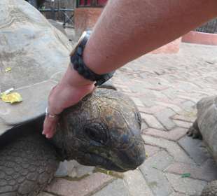 Die Schildkröten auf Prison Island