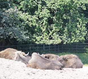 WildparkImpression September 2013