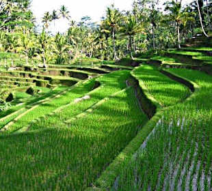 Reisterrassen überall;