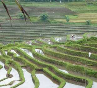 Rice teraces tour of Bob Bali