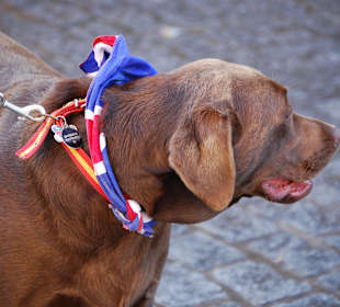 Der englische Fan am Markt