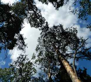 Park Monrepos