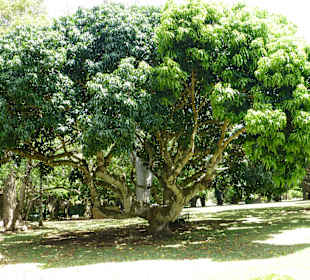 Botanischer Garten "Pamplemousses"