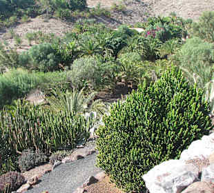 Jardin Botanico de Cactus im Oasispark