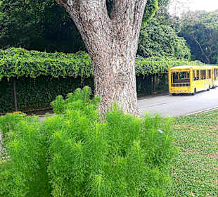Sentosa Beach Shuttle