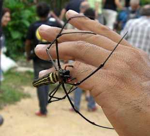 Spinne auf der Jeepsafari
