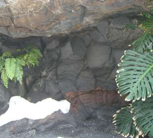 Garten in das Lavagestein intregiert