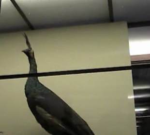 Naturhistorisches Museum