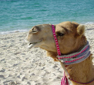 Schönes, stolzes Kamel