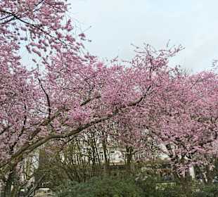 Wanderungen in Baden-Baden und Umgebung