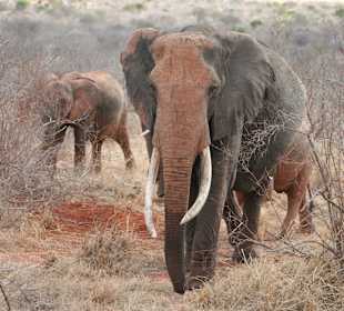 Eindrücke im Tsavo Ost; Elefanten unterwegs