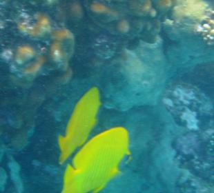 Schnorcheln Marsa Alam