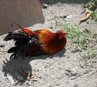 Kampfhahn am Panagsama Küstenabschnitt