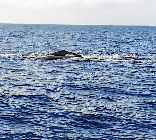 Whale Watching Costa Adeje