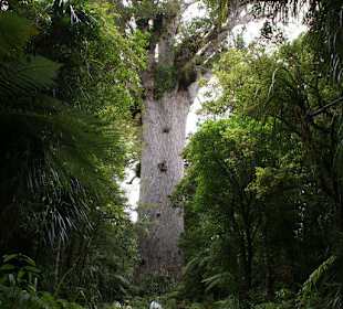Tane Mahuta