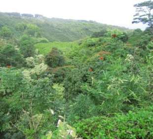 Überbordende Blattmasse