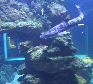 Meeresmuseum Stralsund