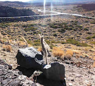 Im Frühjahr ein Blütenmeer