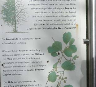 Schwarzerle