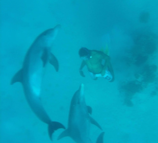 Schwimmen mit Delfinen