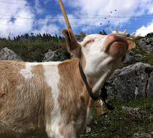 Kühe auf der Alm über dem Spitzingsee