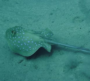 ORCA Dive Club Coral Garden